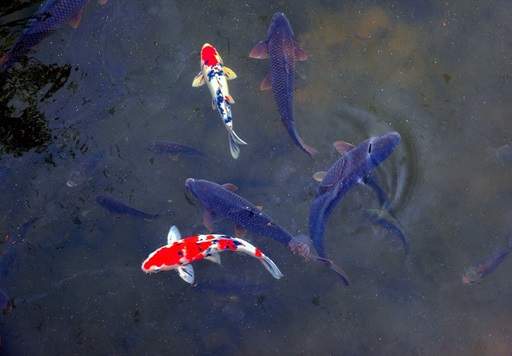 Fish in pond